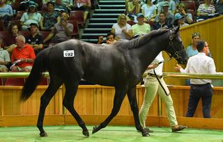 Waikato Stud have provided a new sale topper with their Savabeel colt at Lot 192 selling for $1.4 million to David Ellis of Te Akau Racing.
